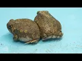 Rain Frog chore routine