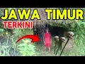 Lagu 🔴NGERI DI LUARNALAR KEJADIAN TERKINI JAWA TIMUR VIRAL LAGI