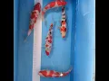 Download Lagu #1 Amaizng Mix Koi fist Select top grad Fish Koi Pond Koi Fish Butterfly Koi Koi Fish in qaurium 31