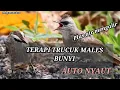 Download Lagu TERAPI TRUCUK MALES BUNYI||AUTO NYAUT CEPAT GACOR||PLUS AIR MENGALIR#ropelmania