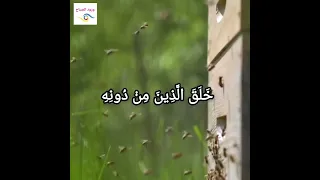 هذا خلق الله فأروني ماذا خلق الذين من دونه   آية  قرآنية   دندنها