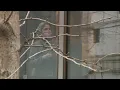 Former NJ AG testifies in Nadine Menendez trial