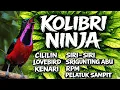 Lagu Suara Alami Kolibri untuk Relaksasi Mendalam, Fokus, dan Tidur Nyenyak | 1 Jam