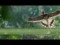 Download Lagu Helmeted Hornbill Sounds \u0026 Calls