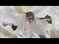 Download Lagu Morning pollen gathering