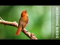 Download Lagu 24 Hours of Beautiful Birds (No Music) Relaxing Nature Sounds, Chirping Birds
