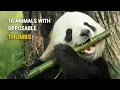 10 Incredible Animals With Opposable Thumbs - RARE