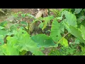 Download Lagu Vlog Liat Liat Daun Talas