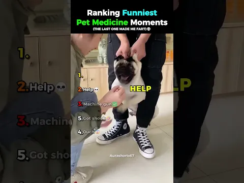 Ranking Funniest Pet Medicine Moments