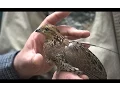 For the Love of Quail Georgia Outdoors