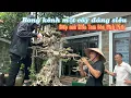 Download Lagu Anh Nam Lê bong kênh một cây dáng siêu giúp anh Hiển Tam Đảo Vĩnh Phúc | Quảng Tùng