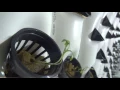 Hydroponic High Density Growing System