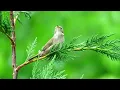 Identify Your Backyard Birds