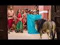 Download Lagu अपने दोस्तों की जान बचाने खुद शेर से भीड़ गया कान्हा! - YASHOMATI MAIYYA KE NANDLAL | Radha Krishna