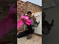 Download Lagu Kaisa lga kabutar😱🕊️ #shortvideo #youtubeshorts #trending #viralshort #pigeon #bird