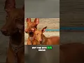 Download Lagu Meet the Ancient Pharaoh Hound