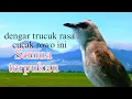 Download Lagu SEMUA TERPUKAU DENGAR ROPELAN TRUCUK RASA CUCAK ROWO ini