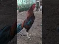 Download Lagu Morning call, suara ayam jago kluruk. #rooster #sound #voice