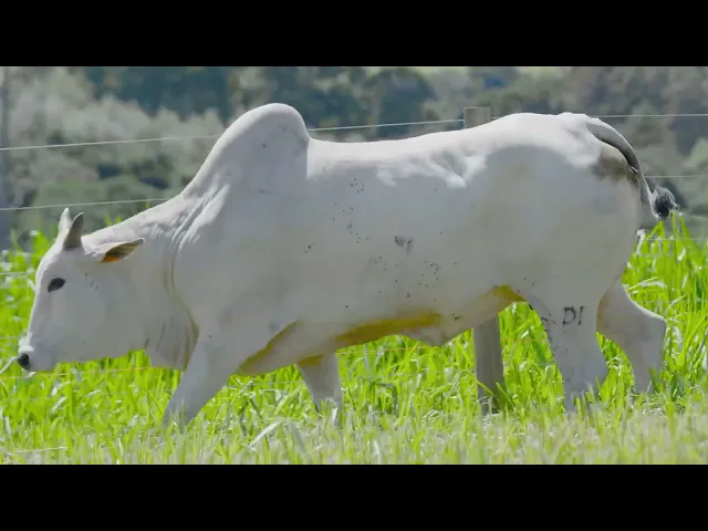 Matriz Nelore DINO - 464