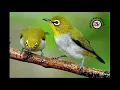 Download Lagu Suara Pikat Burung Pleci ( Komplikasi suara semua jenis burung pleci)