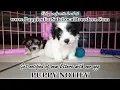COTON DE TULEAR PUPPIES FOR SALE GEORGIA LOCAL BREEDERS NEAR ATLANTA GA