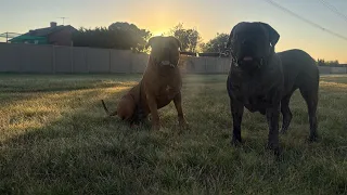 September 27th morning walk Molly the Boerboel is live
