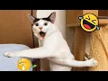 Download Lagu Super Funny Animal Moments 🤣 #6 | Hilarious And CUTE Pet Videos