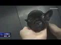 Frisco City Council enacts new pet store rules after Petland investigation