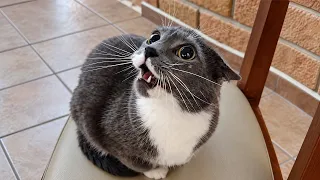 Youβve NEVER Seen CATS This Dramatic π Funniest Cat Videos