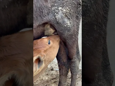 #milk