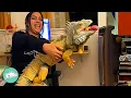 Clingy Iguana Chases Owners Around The House to Get Extra Kisses Cuddle Buddies