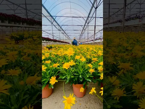 Mashallah beautiful flower , 🌼😇 #shorts #trending #flowers #youtubeshorts