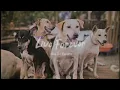 Live Forever (Official Lyric Video) - Nica Del Rosario