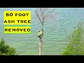 Tree Removal by Davey Tree Care Services - Mini 3 Pro 4K