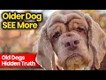 Why Older Dogs Understand You Better Than Anyone Else