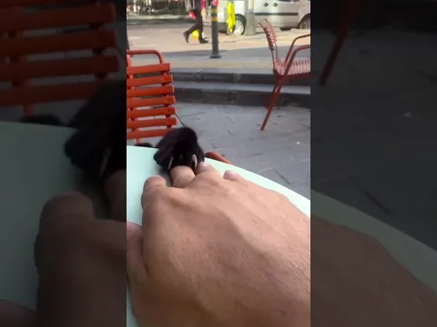 Can you keep this cat entertained longer than me? #cat #game #shorts
