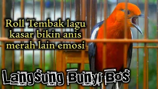 Download Pancingan Anis merah plong roll tembak kasar MP3