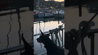Sunset with Violet . #petsofyoutube #sailing #travel #boatlife #doberman