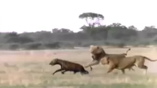 ضبع يستفز أسد والموت كان نصيبه  دندنها