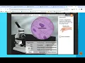 Gizmo - Cell Types