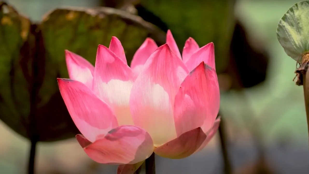 Le lotus et le fakir | Nature = Futur !