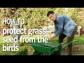 How to plant your grass seed without the birds eating it