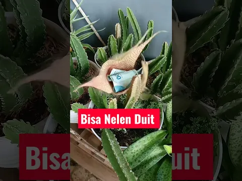 Bunga Kaktus Unik Bisa Nelen Duit #kaktus #ai