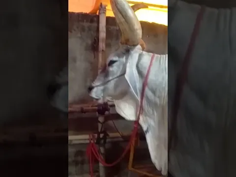 2024 cow🔥#viral #video