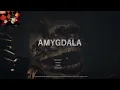 AMYGDALA - Morning Livestream