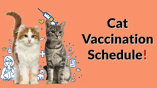 Your Complete Guide to Kitten Adult Cat Vaccinations