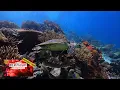 Hawksbill Sea Turtle Swimming - OCEAN THERAPY Highlights - 4K underwater video ULTRA HD