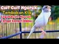 Lagu kenari gacor panjang Cuit Cuit EMOSI,Pancingan Kenari Paud Belajar Bunyi, terapi AMPUH Kenari MACETl