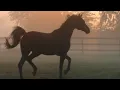 Grieg: Peer Gynt Suite No. 1, Op. 46: I. Morning Mood