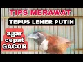 CARA MERAWAT BURUNG TEPUS LEHER PUTIH AGAR CEPAT GACOR